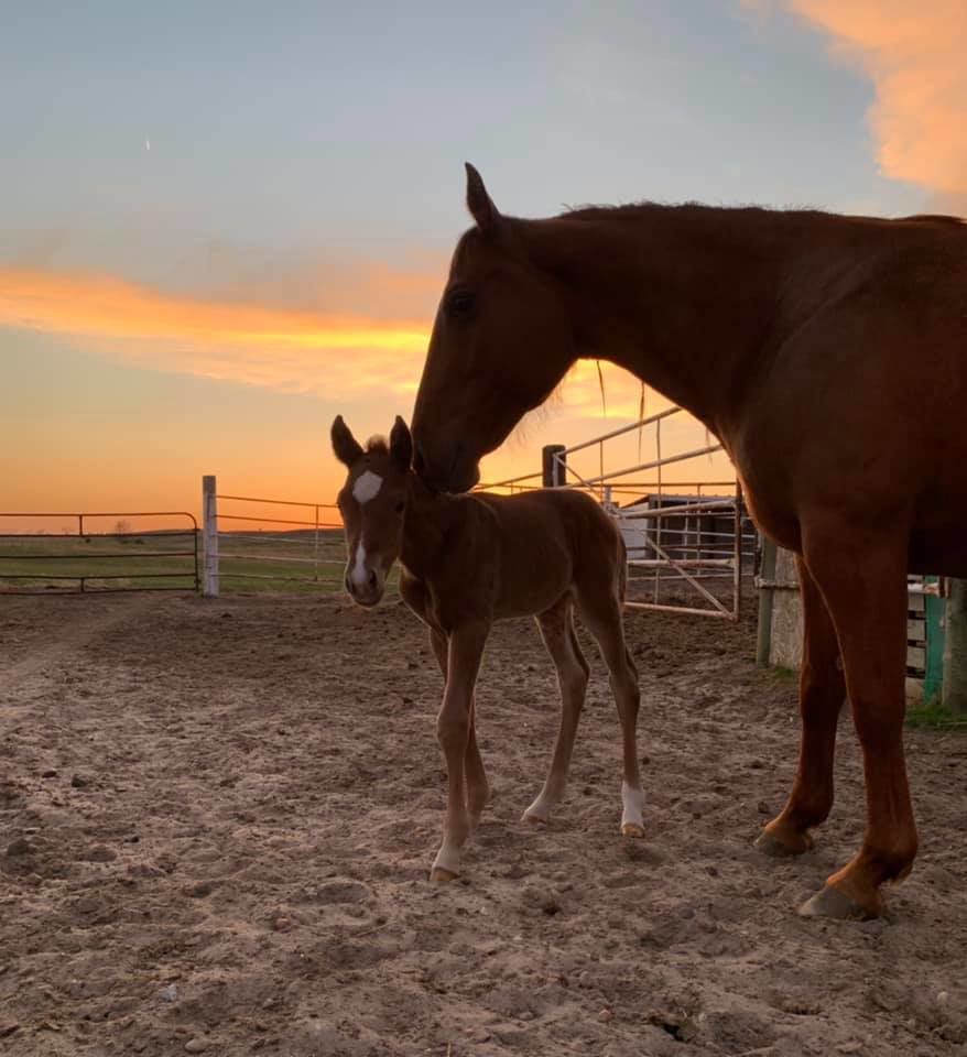 Foal